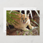 CaracalBCR047 Postkarte (Vorne/Hinten)