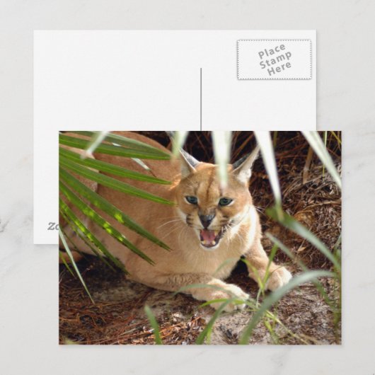 CaracalBCR047 Postkarte (Vorne/Hinten)