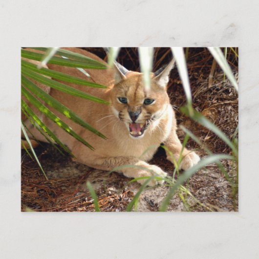CaracalBCR047 Postkarte (Vorderseite)
