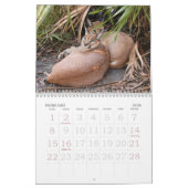 CaracalBCR058, Caracal Luchs Kalender (Feb 2026)