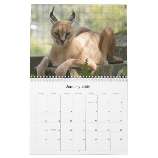 CaracalBCR058, Caracal Luchs Kalender (Jan 2026)