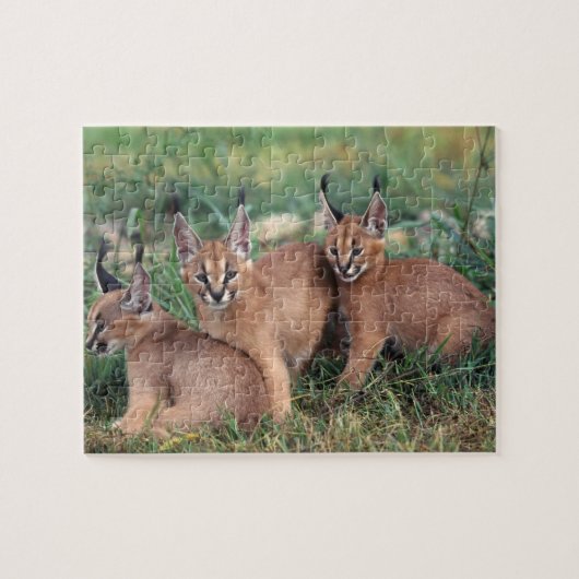Caracals Spiel-Puzzlespiel Puzzle (Horizontal)