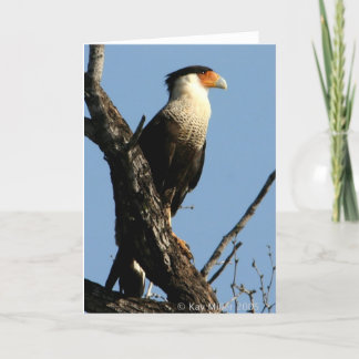 CARACARA 1-04 KARTE