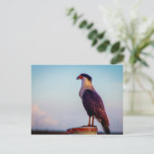 Caracara, Kissimmee Prairie Staat Park, Florida Postkarte (Stehend Vorderseite)