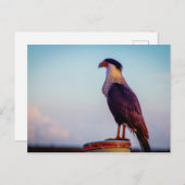 Caracara, Kissimmee Prairie Staat Park, Florida Postkarte (Vorne/Hinten)