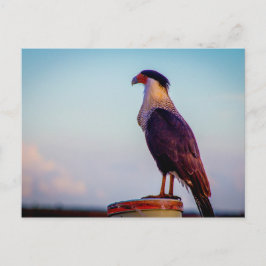 Caracara, Kissimmee Prairie Staat Park, Florida Postkarte