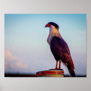 Caracara mit Blick auf Kissimmee Prairie, Florida. Poster