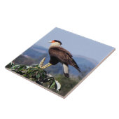 Caracara-Nordraubvogel mit Haube auf Baum Fliese (Seite)