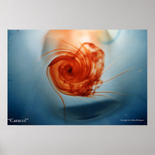 Caracol Poster