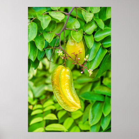 Carambola Poster (Vorne)
