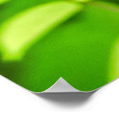 Carambola Poster (Ecke)