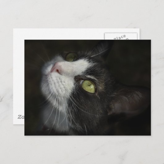 Caramel Postkarte (Vorne/Hinten)