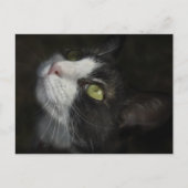 Caramel Postkarte (Vorderseite)