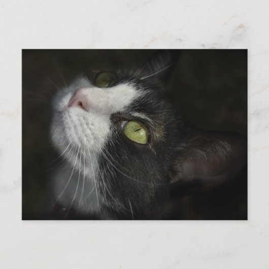 Caramel Postkarte (Vorderseite)