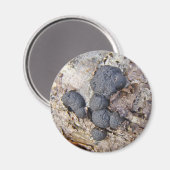 Carbon Balls (Daldinia concentrica) Pilze Magnet (Vorderseite/Rückseite)