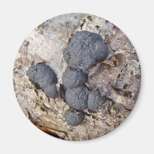 Carbon Balls (Daldinia concentrica) Pilze Magnet