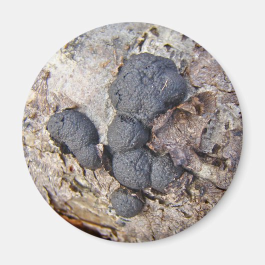 Carbon Balls (Daldinia concentrica) Pilze Magnet (Vorne)