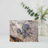 Carbon Balls (Daldinia concentrica) Pilze Postkarte (Stehend Vorderseite)