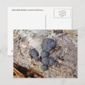 Carbon Balls (Daldinia concentrica) Pilze Postkarte (Vorne/Hinten)