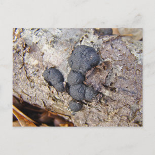 Carbon Balls (Daldinia concentrica) Pilze Postkarte