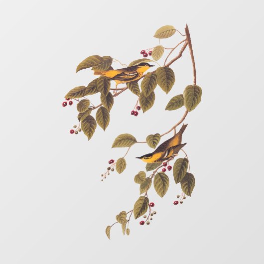 Carbonated Warbler Audubon Bird Fensteraufkleber (Blatt)