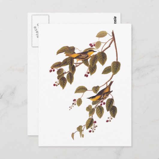 Carbonated Warbler Audubon Bird Postcard Postkarte (Vorne/Hinten)
