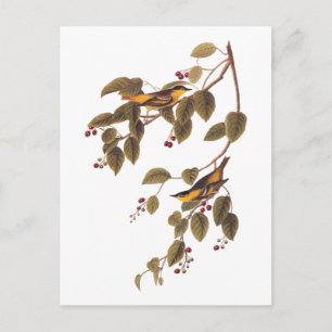 Carbonated Warbler Audubon Bird Postcard Postkarte