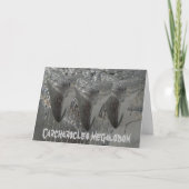 Carcharocles megalodon karte (Vorderseite)