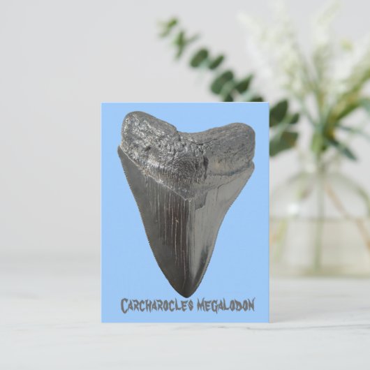 Carcharocles Megalodon-Zahn Postkarte (Stehend Vorderseite)