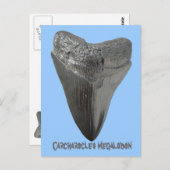 Carcharocles Megalodon-Zahn Postkarte (Vorne/Hinten)
