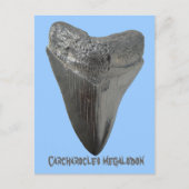 Carcharocles Megalodon-Zahn Postkarte (Vorderseite)