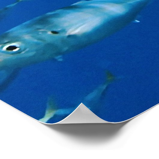 Carcharodon Carcharias Poster (Ecke)
