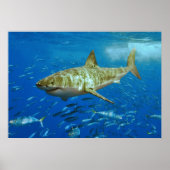 Carcharodon Carcharias Poster (Vorne)