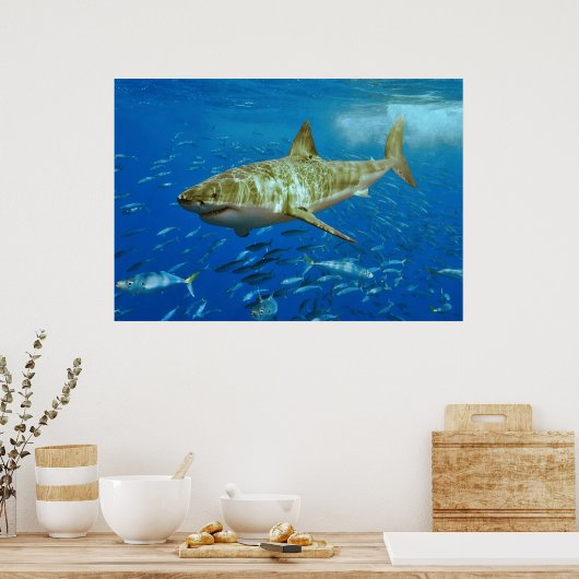 Carcharodon Carcharias Poster (Küche)