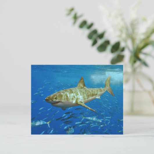 Carcharodon Carcharias Postkarte (Stehend Vorderseite)