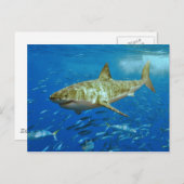 Carcharodon Carcharias Postkarte (Vorne/Hinten)