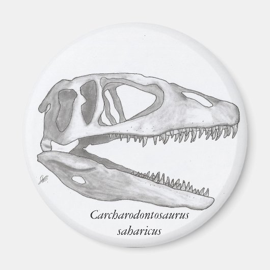 Carcharodontosaurus saharicus-Schädelmagnet Magnet (Vorne)