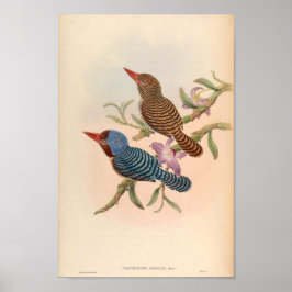 Carcineutes Amabilis Tenasserim Kingfisher Vintag Poster