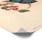 Carcineutes Melanops Kingfisher Vintag Bird Asia Poster (Ecke)