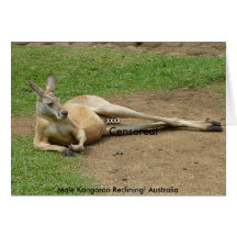 Card Male Kangaroo Reclining! Australia