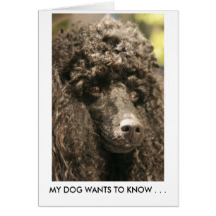 Card, Poodle, MEIN HUND WILL zu WISSEN . .
