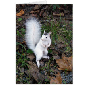 card - White Squirrel