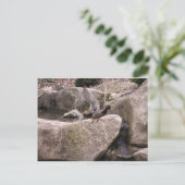 Card: Z Postcard: Nature Kubota Park, Seattle, WA Postkarte (Stehend Vorderseite)