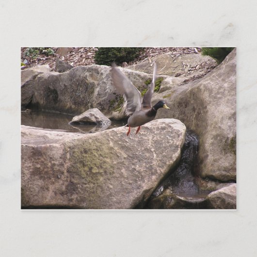 Card: Z Postcard: Nature Kubota Park, Seattle, WA Postkarte (Vorderseite)