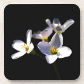 Cardamine Pratensis Blume Küstenercna Getränkeuntersetzer (Vorderseite)