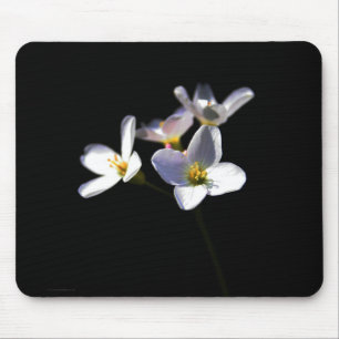 Cardamine Pratensis Blume mpcna Mousepad