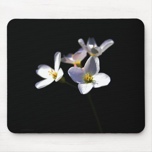 Cardamine Pratensis Blume mpcna Mousepad (Vorne)