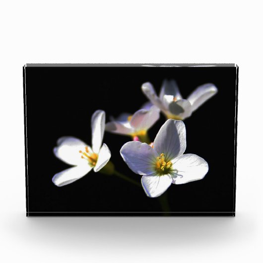 Cardamine Pratensis Blume pbcna Fotoblock (Vorderseite)