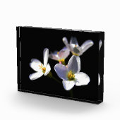 Cardamine Pratensis Blume pbcna Fotoblock (Rechts)