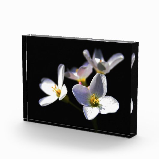 Cardamine Pratensis Blume pbcna Fotoblock (Rechts)